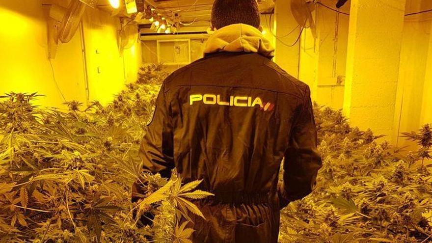 La marihuana echa raíces en Castellón con 
6.000 plantas incautadas cada año