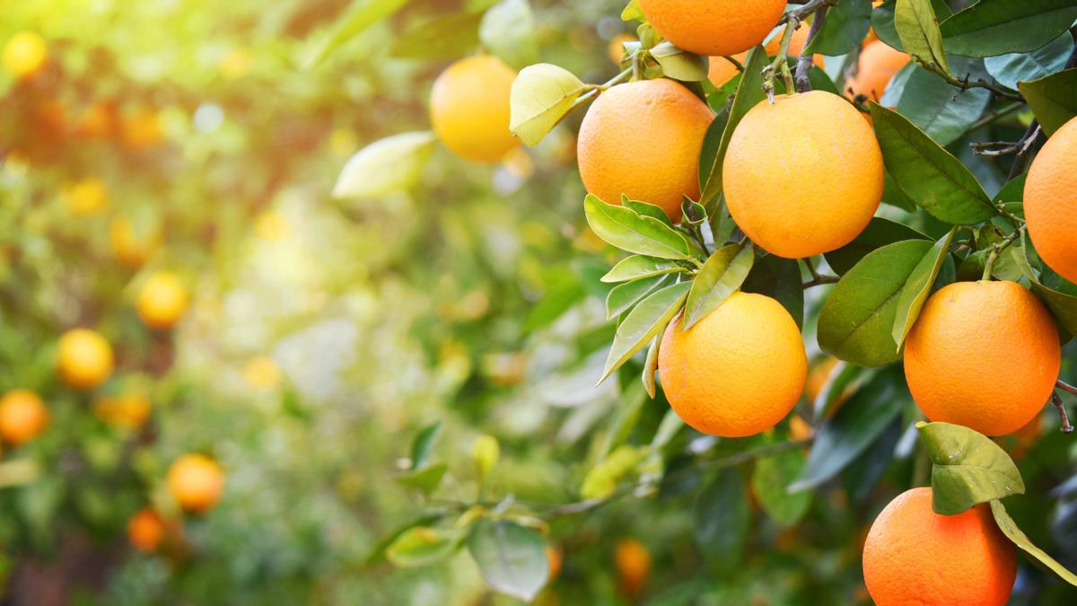 Naranjas.