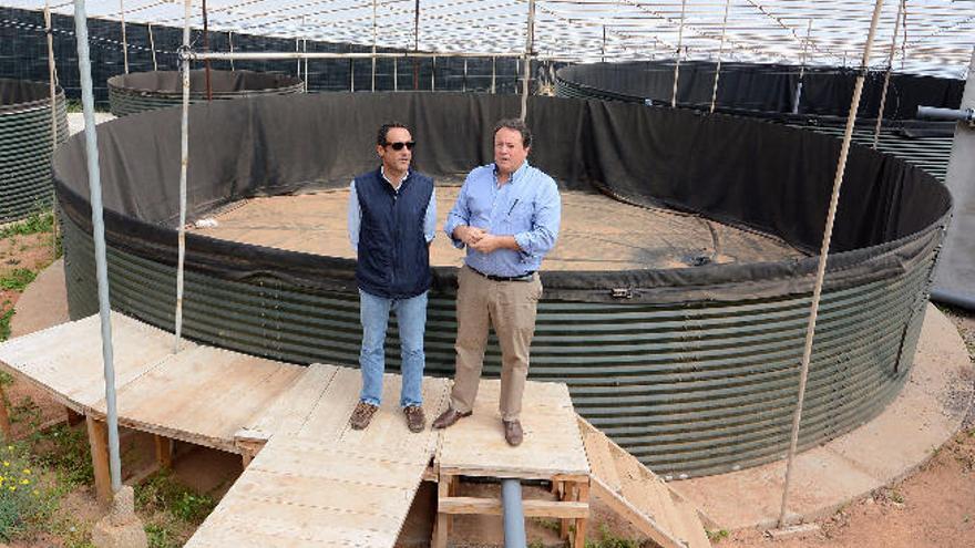 El langostino criado en Malfú es una de las estrellas en la feria &#039;Gran Canaria Me Gusta&#039;