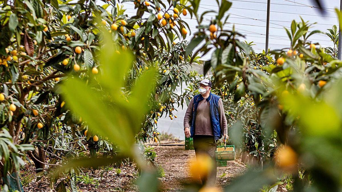 Un productor de nísperos revisa sus frutos antes de la recolección. | DAVID REVENGA