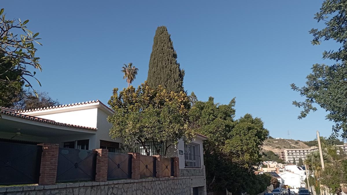 El ciprés de los años 60, en la calle San Federico de Pedregalejo, está en un extremo de la parcela. Los vecinos piden que la promoción se adapte al árbol y se respete.