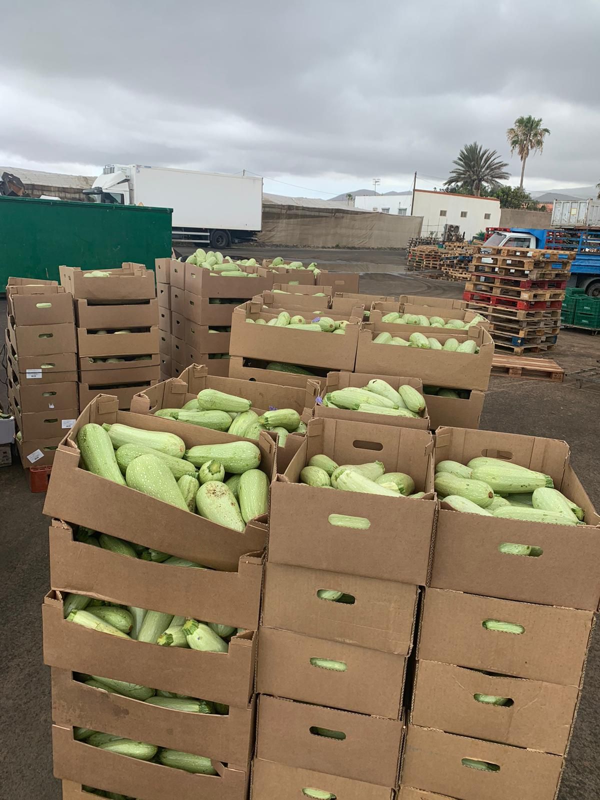 Agricultores tinerfeños tiran kilos de verdura a la basura por los excedentes de producción.