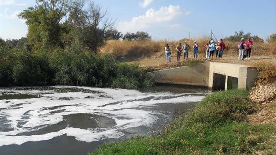 Los peces del Ebro, con altos niveles de contaminación