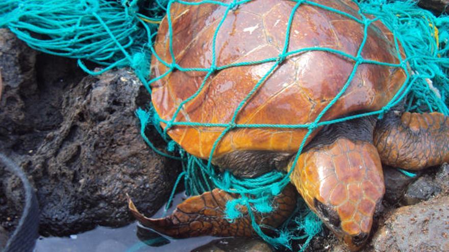 Rescatan en Fuerteventura una tortuga boba atrapada en una red