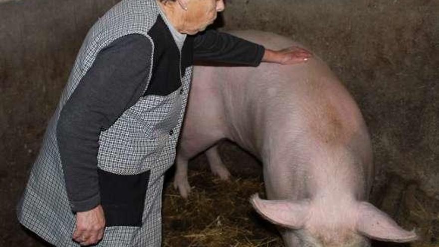 Lucita cuida con mimo al cerdo Kim en su casa de Bendoiro.