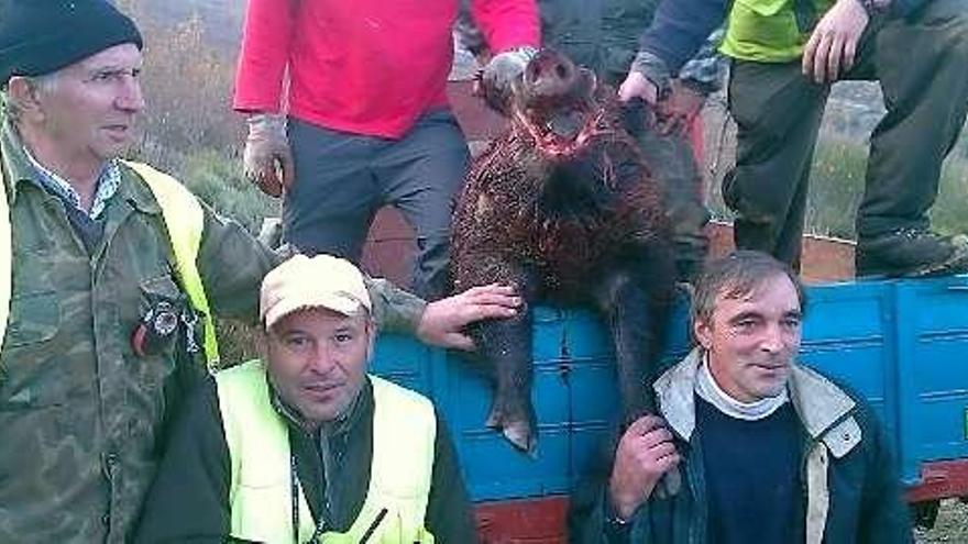El jabalí de 150 kilos cazado en Degaña.