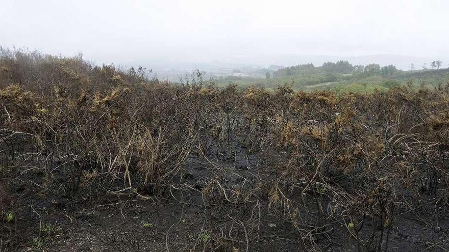 El incendio de O Castro asoló cuatro hectáreas de monte raso. // Bernabé/Javier Lalín