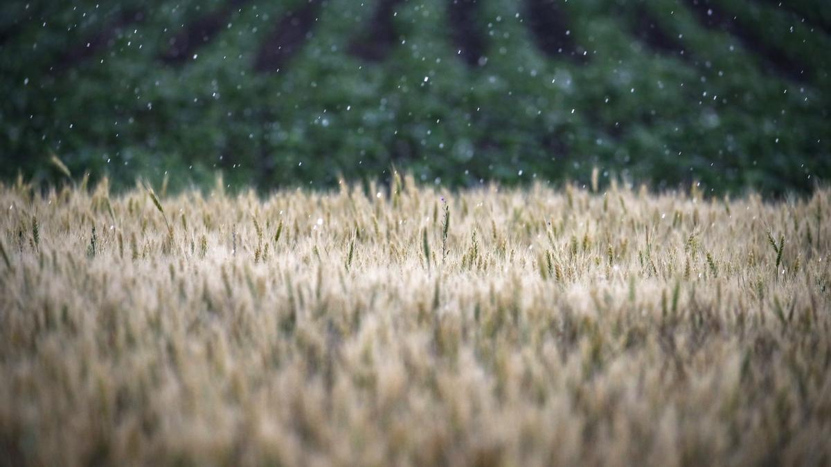 Campo de trigo cerca de Melitopol