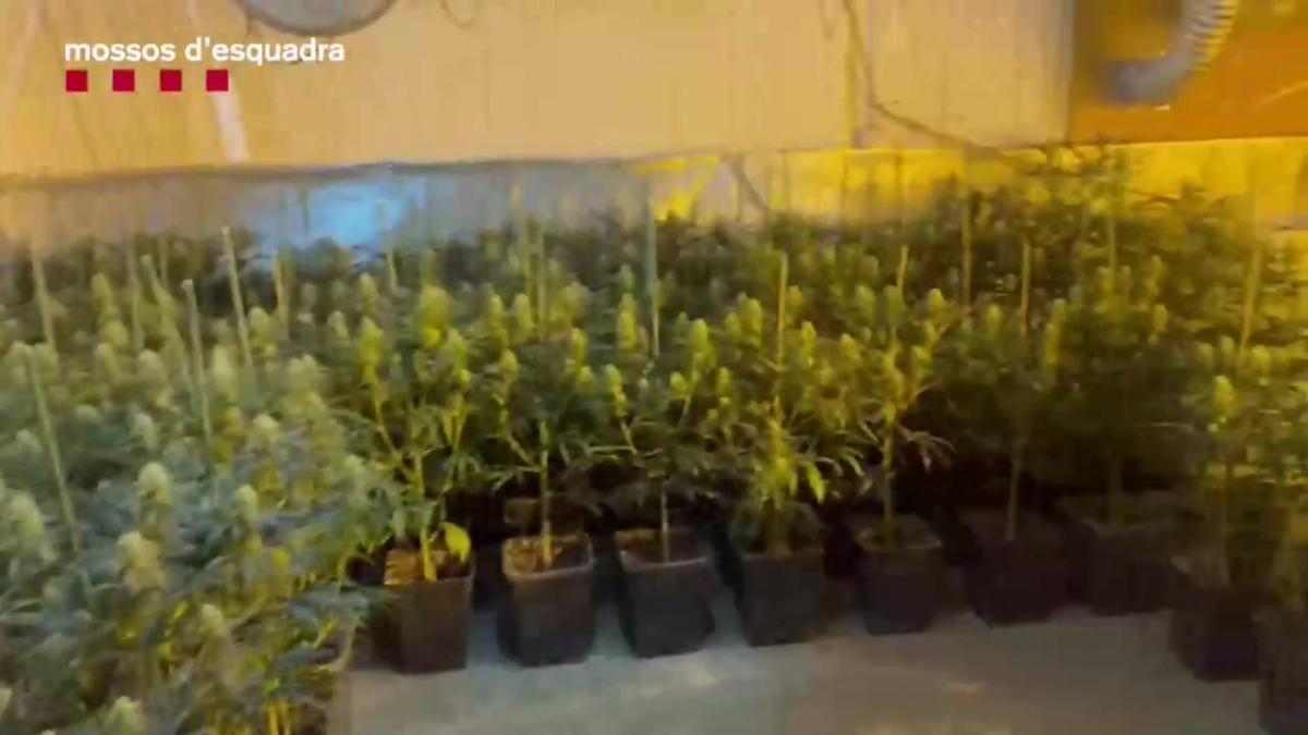 Desmantellada una plantació de marihuana en un local de Sants