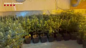 Desmantellada una plantació de marihuana en un local de Sants