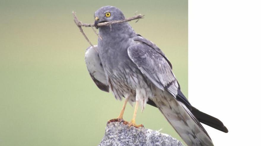 El aguilucho cenizo surca los cielos desde Mali hasta Zamora