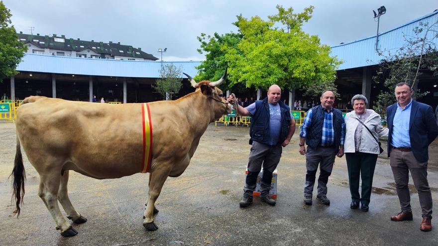 "Candi", la vaca campeona de Grado, es de Pereda y tiene "una grupa muy guapa"