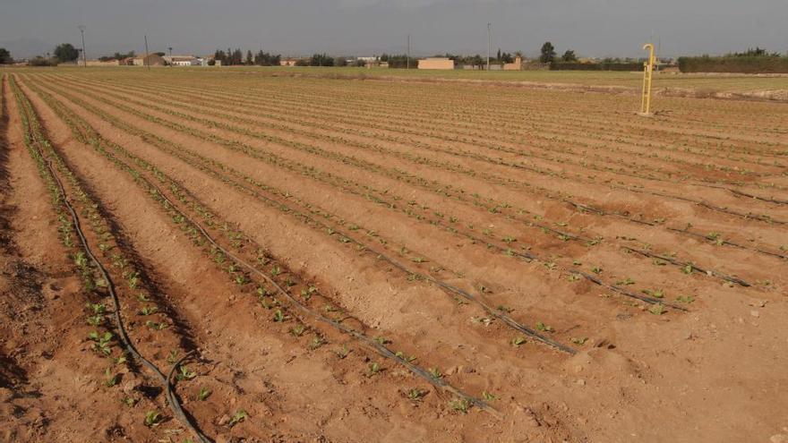 La sequía ya origina pérdidas del 40% en exportación de productos agrícolas