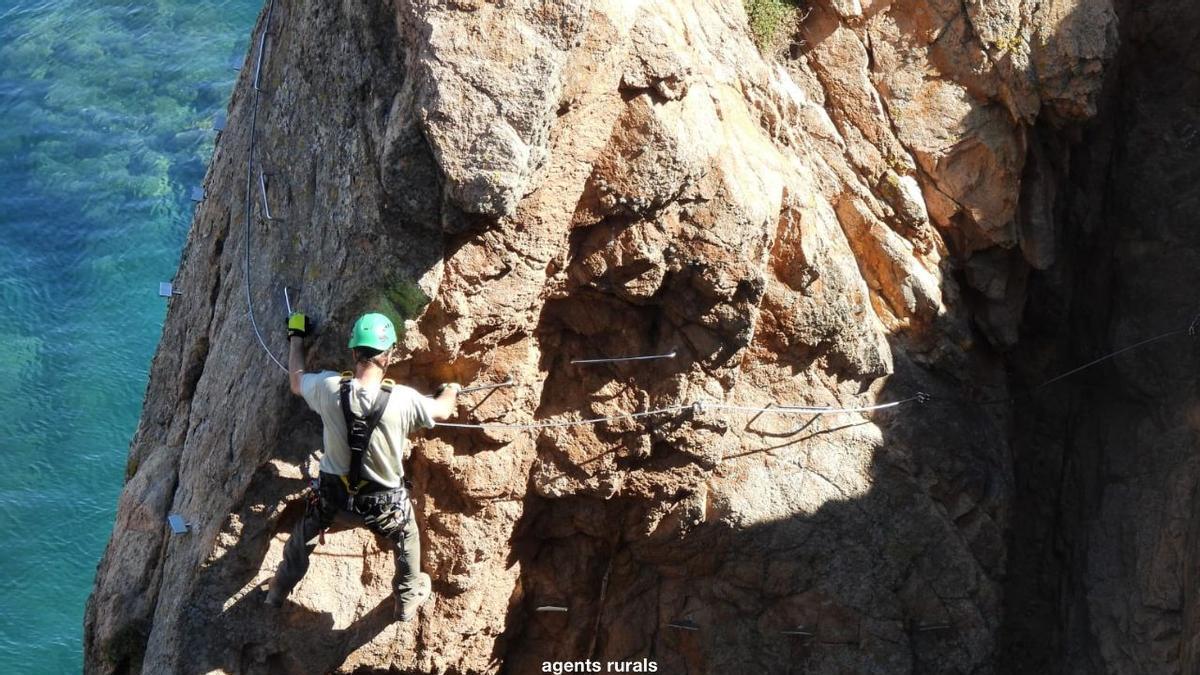 Un agent rural desmuntant part de la via ferrada per la nidificació del corb emplomallat, en una foto d'arxiu.