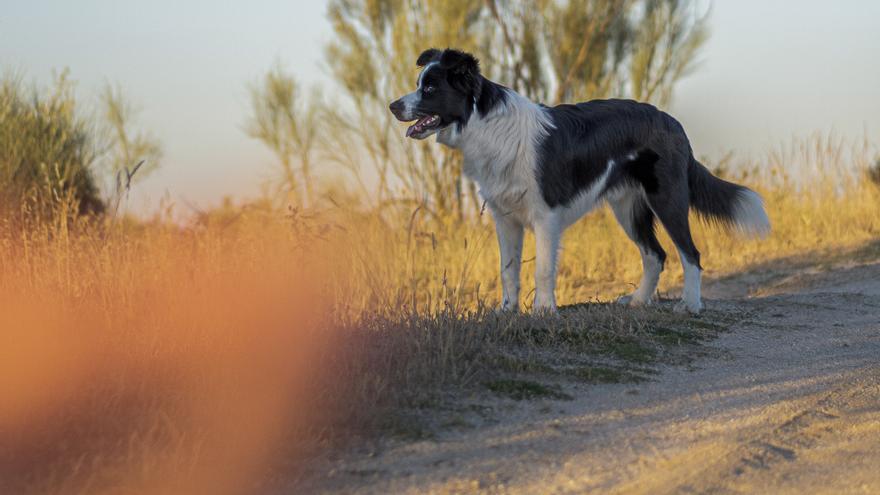 Condenada por vender un perro enfermo y causar daños morales a la compradora