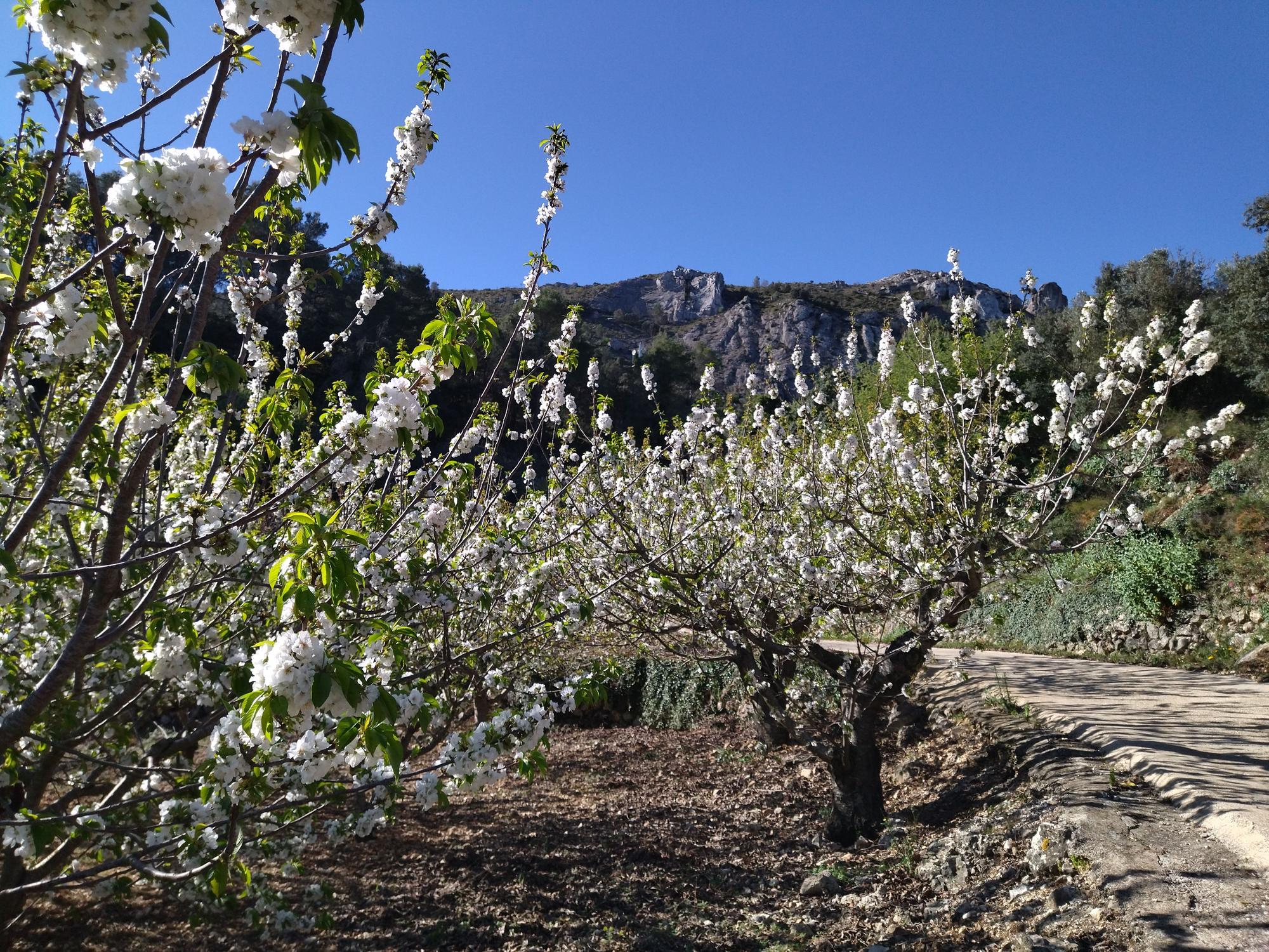 El "Hanami" valenciano: ya florecen los cerezos en la Vall de Laguar