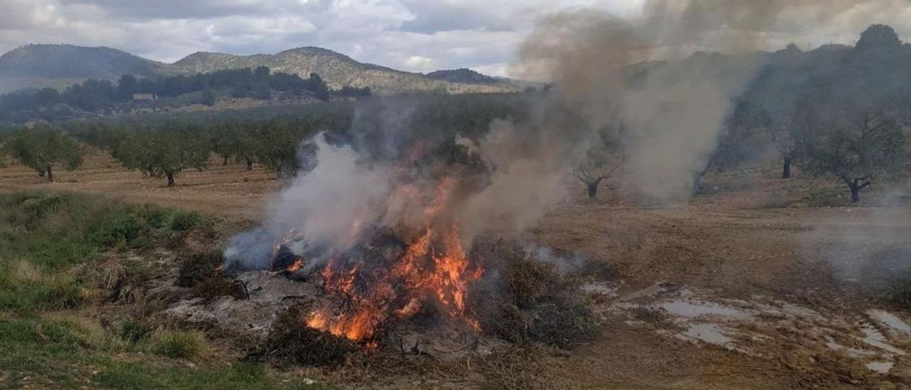 Incineración de restos vegetales en Murcia.