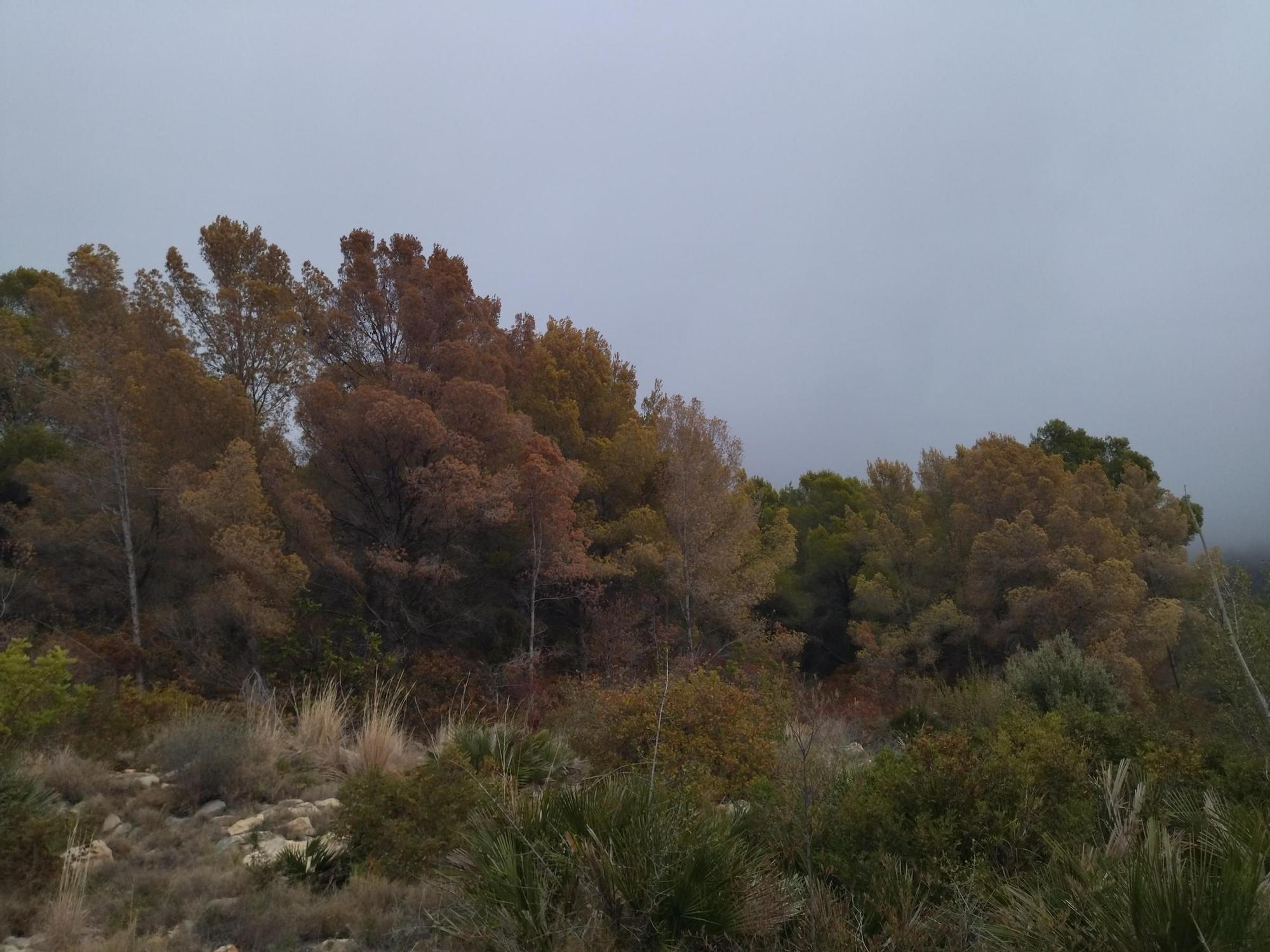 El Montgó pide agua a gritos: paisaje amarillo por la sequía (imágenes)