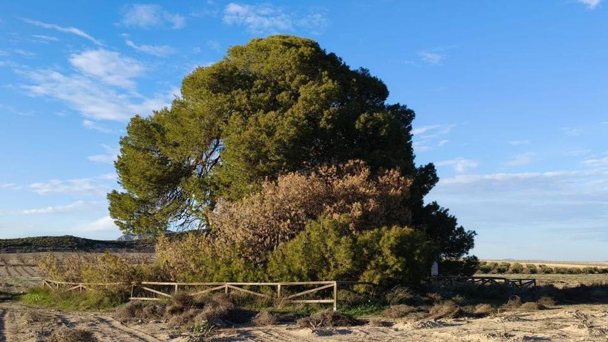 Pico de las Águilas, en Mula