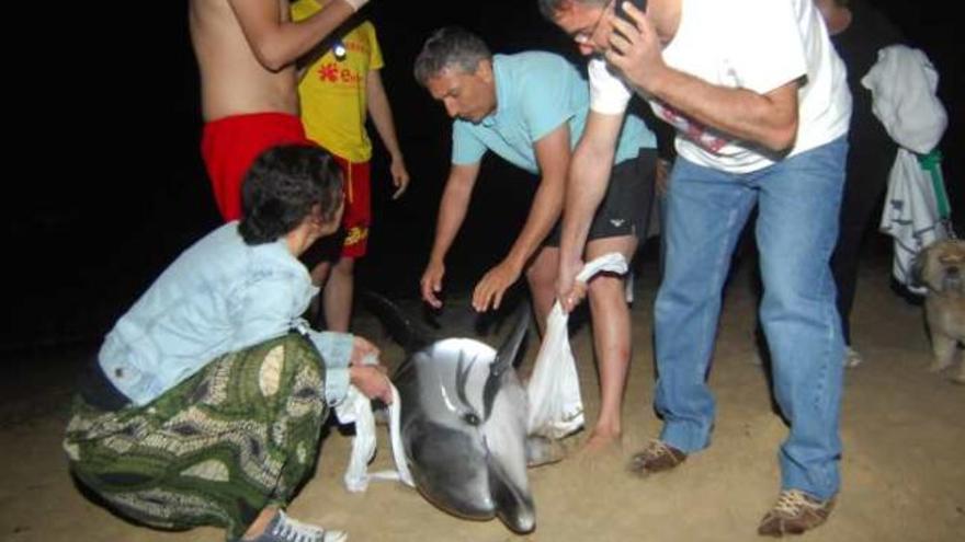 El delfín fue rescatado en la orilla de la playa de Arenales del Sol.