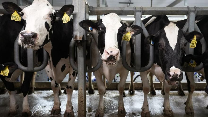 ¿Qué relación tienen las vacunas con las vacas?