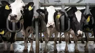 La gripe da otro paso hacia la pandemia: se transmite entre vacas
