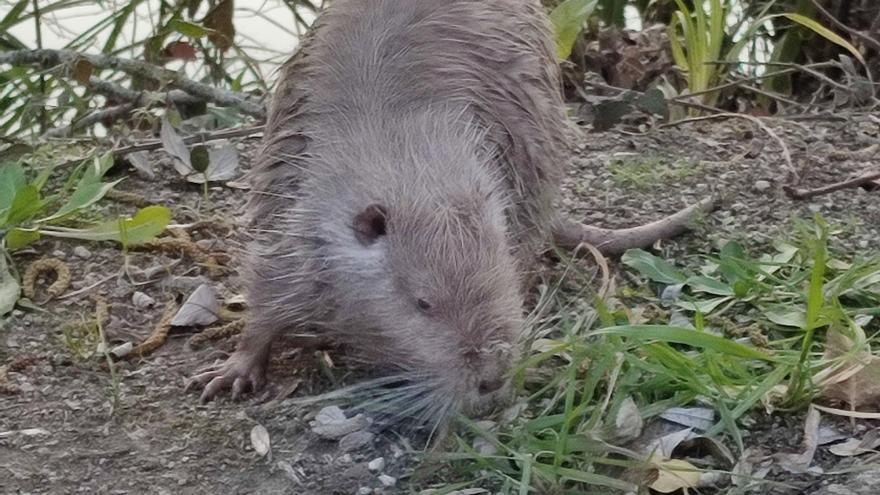 Els coipús surten de l'aigua a Girona sense por