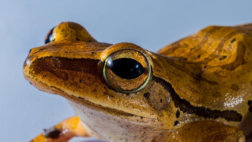 Investigadores españoles logran controlar la enfermedad que mata a los anfibios de todo el mundo