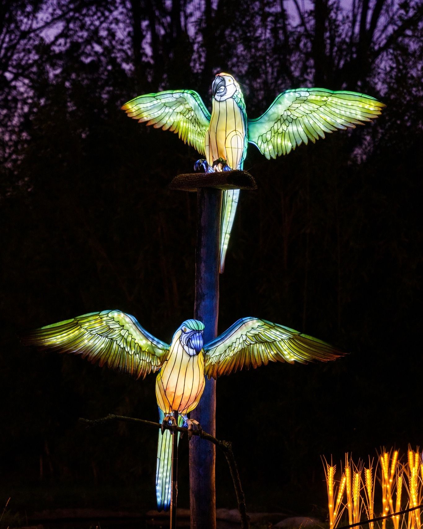 Festival de Luces Salvajes en Portugal