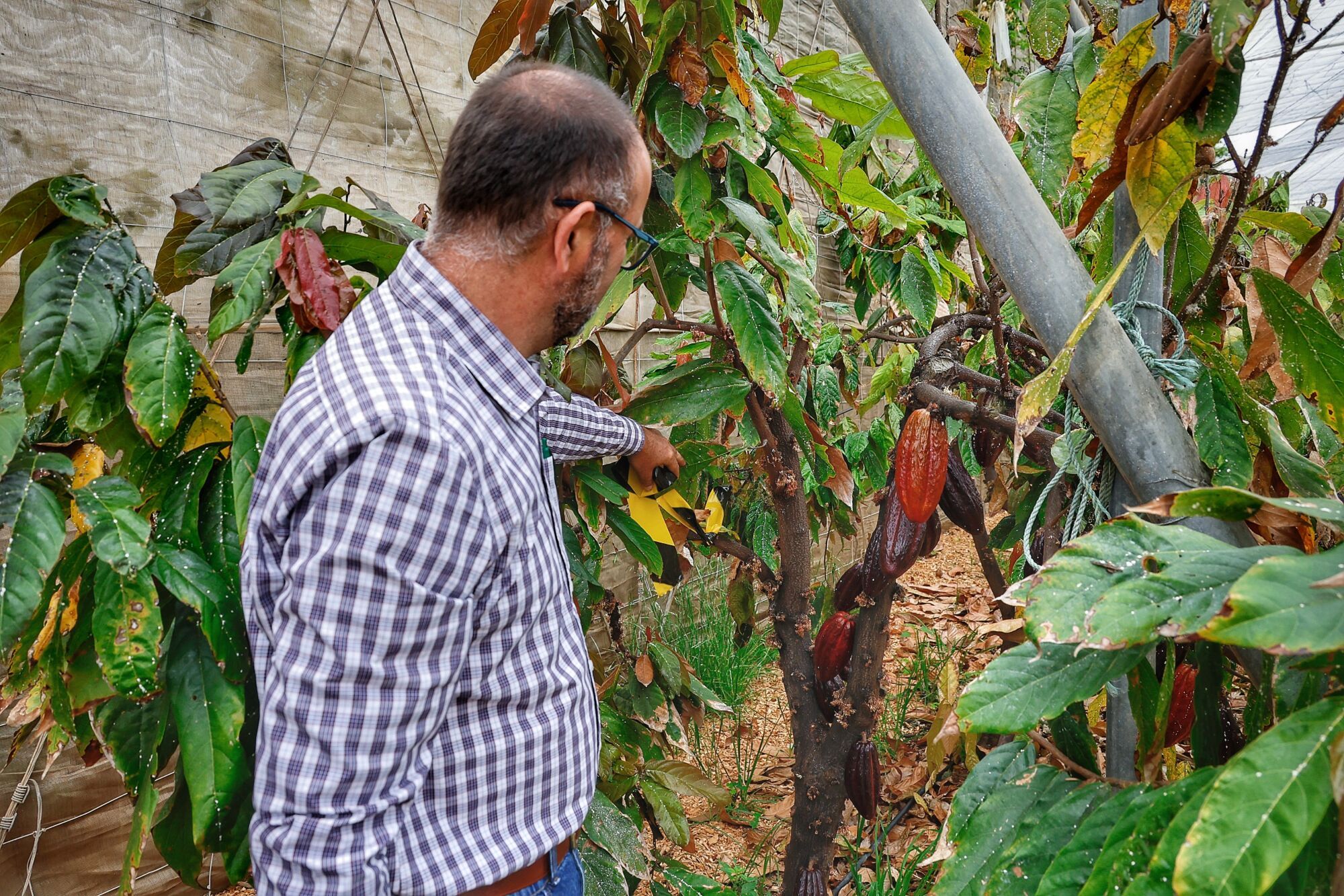 Finca de cacao en Valle de Guerra
