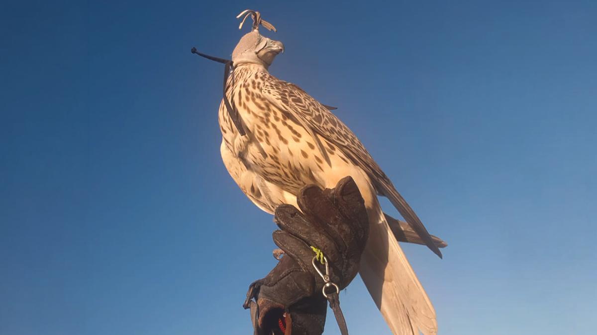 Cetrería, un arte milenario de altos vuelos