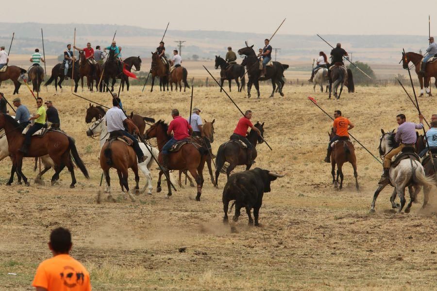 Segundo encierro taurino en Guarrate