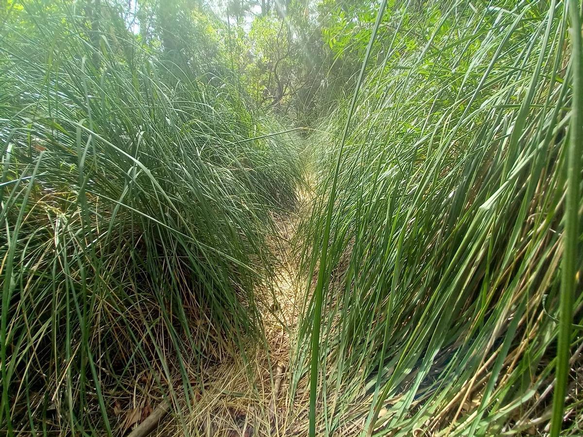 Comuna de Bunyola.