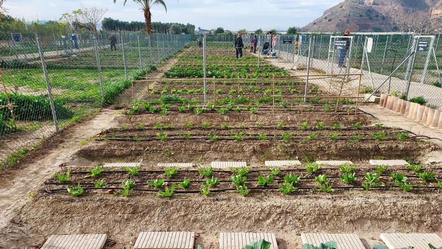 Orihuela adjudicará doce parcelas más en los huertos urbanos