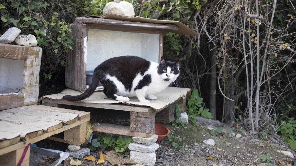 Un gato en una colonia felina, en una imagen de archivo.
