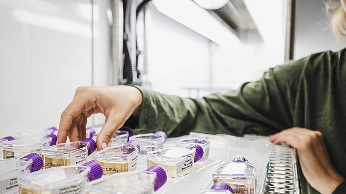 Evie Fachon organiza cultivos de Alexandrium en la incubadora del Laboratorio Anderson de WHOI.