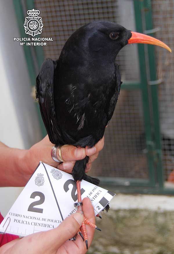 Recuperación de 22 aves protegidas en Badajoz