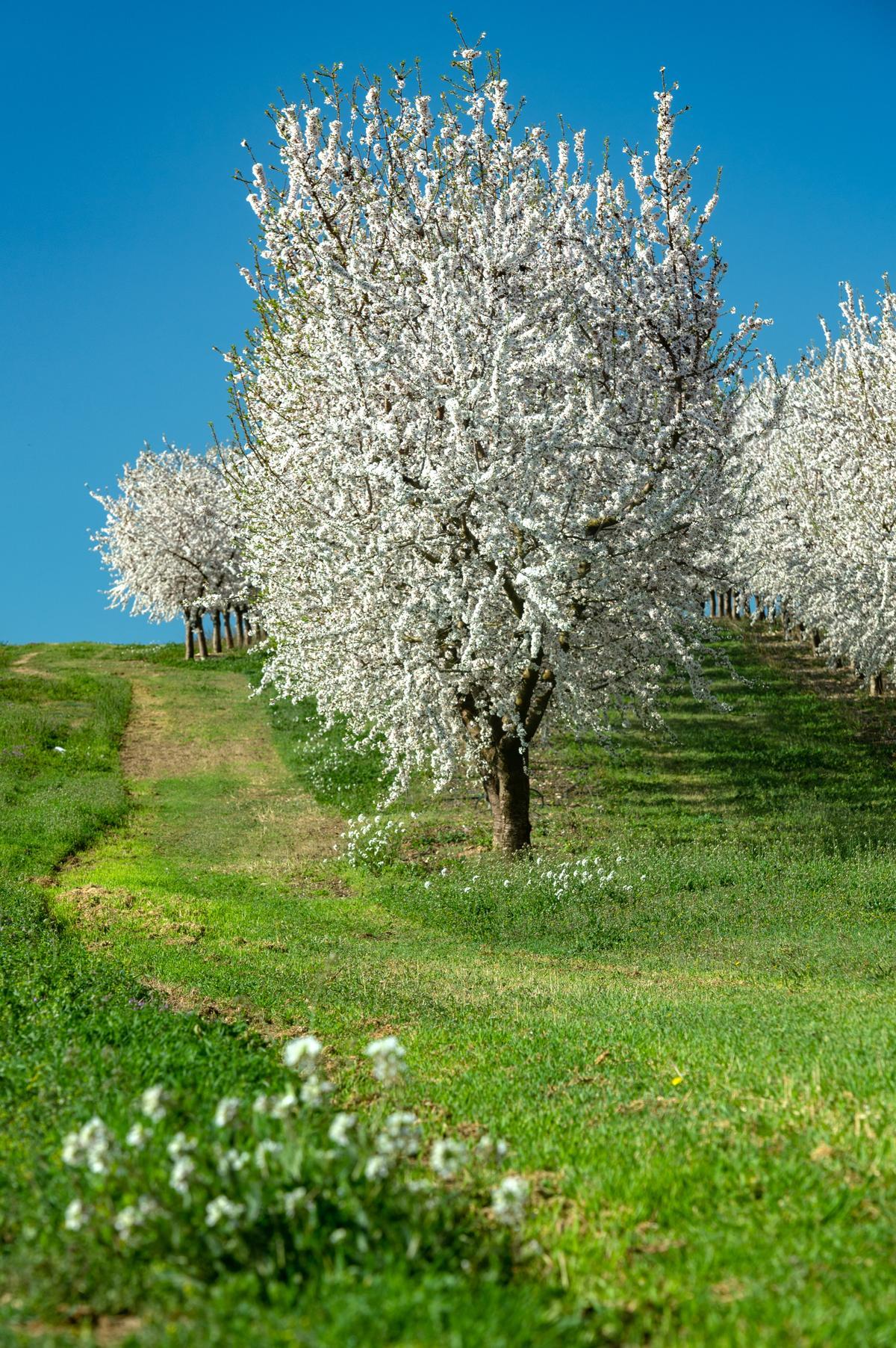 El espectáculo de la floración de los frutales en el Baix Segria, Lleida