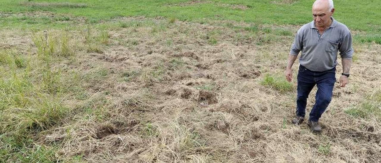 Luís García muestra el terreno levantado en una de sus fincas recién segadas. // Bernabé/Javier Lalín