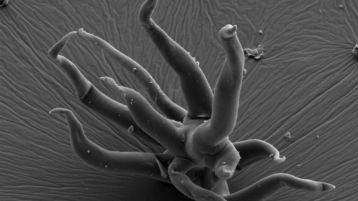 Esta estructura con tentáculos tiene 1.500 millones de años y probablemente se originó a partir de un microorganismo primitivo.