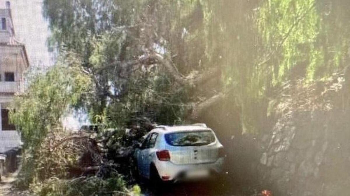 Caída de un árbol en el camino de La Ermita.