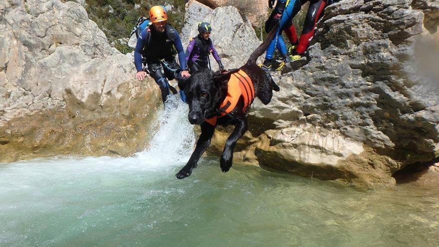 El nivel de dificultad de las actividades se adapta a la raza, físico y edad de las mascotas.