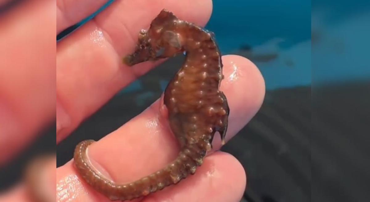 El caballito de mar que muestra Rogelio Santos en sus redes.