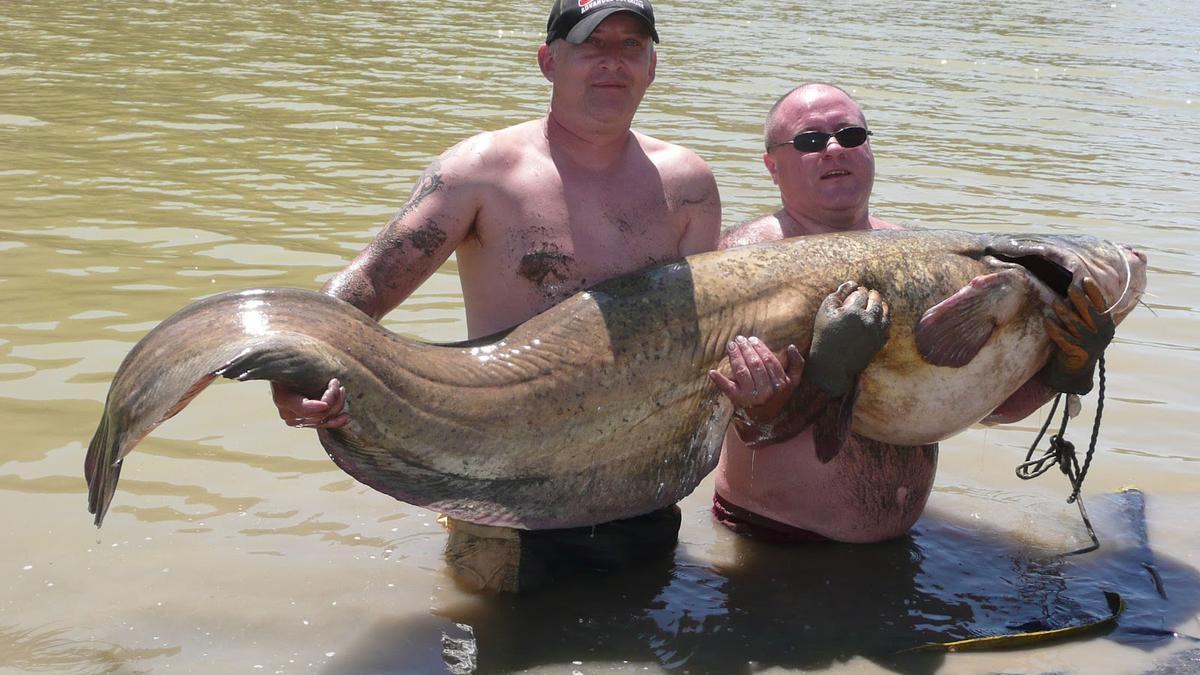 Un siluro pescado en el Ebro