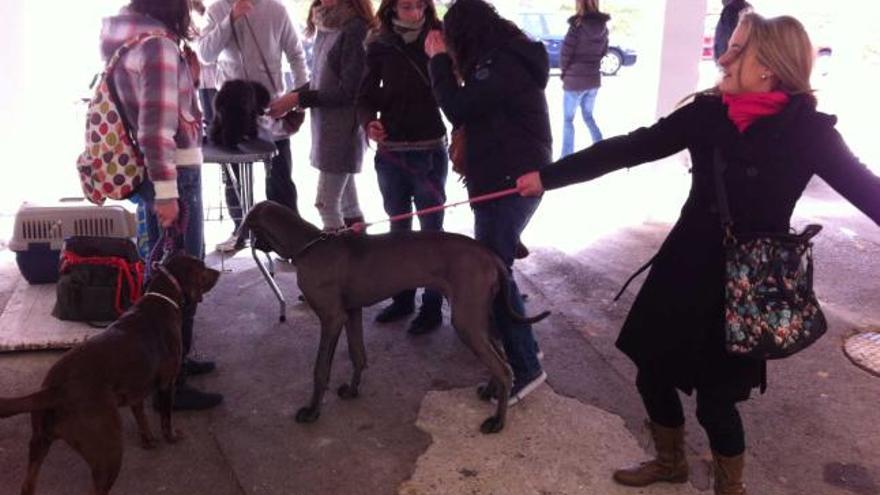 Asistentes a la feria canina de Tineo. | pepe rodríguez