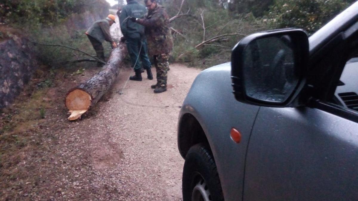 Un camino cortado debido al derrumbe de un árbol provocado por grupos anticaza.