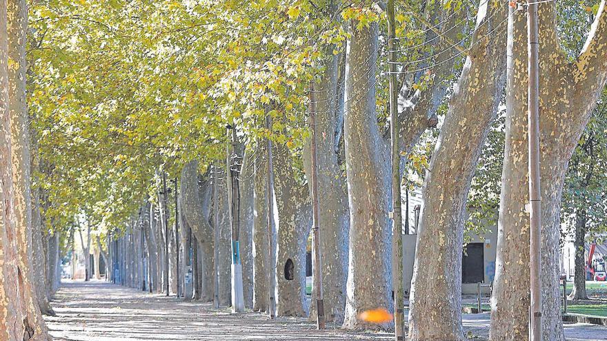 Creix l’espai verd en relació al sol urbà a la ciutat de Girona