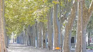 Creix l’espai verd en relació al sol urbà a la ciutat de Girona