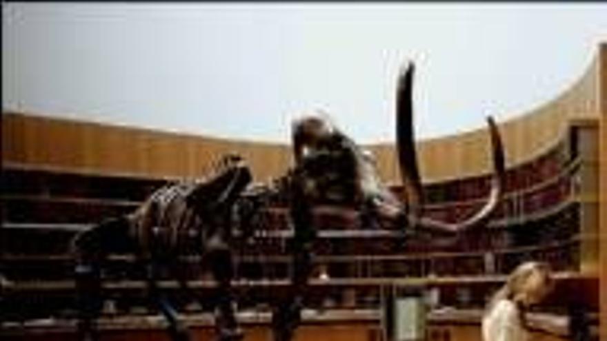 Vende por 260.000 eurosun esqueleto de mamut