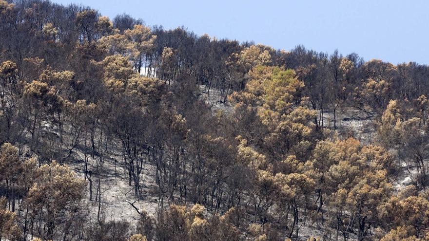 Un buen manejo forestal: ¿la clave para reducir el riesgo de incendios en Ibiza?